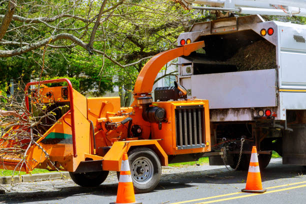 Reliable Weldon, NC Tree Services Solutions